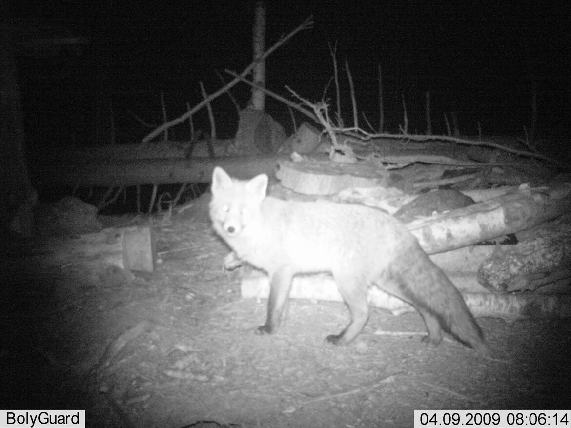 Volpe - Vulpes vulpes Volpe - Vulpes vulpes