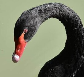 Vincenzo Borda - Black Swan Black Swan - Cygnus atratus