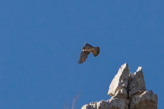 cdbc1334-7d9a-4c2c-8a6c-adc06124a466