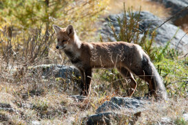 Antonio Petrone Volpe, Gran Paradiso National Park. October 2020