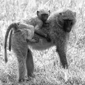 Baboons Photos by Lorenzo Marchetti
