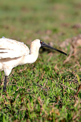 Australia - Royal Spoonbill Photo by Lorenzo Marchetti