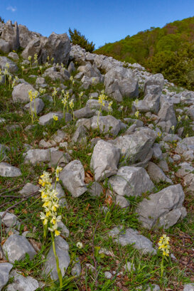 Photo by Armando Pezzarossa