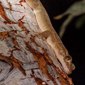 Photo by Armando Pezzarossa