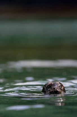 Sea lion - Eumetopias jubatus A curious sea lion, Great Bear Rain Forest British Columbia 2018