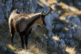 Apennine chamois - Rupicapra pyrenaica ornata Photo by Gianpiero Iacobucci