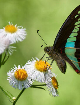 Tropical Butterfly - Tokyo Nikon D500 + Nikkor 300 mm 1/3500 f4 ISO 500 (handheld)