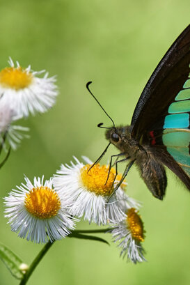 Tropical Butterfly - Tokyo Nikon D500 + Nikkor 300 mm 1/3500 f4 ISO 500 (handheld)