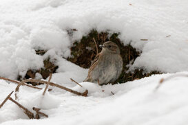 Photo by Armando Pezzarossa