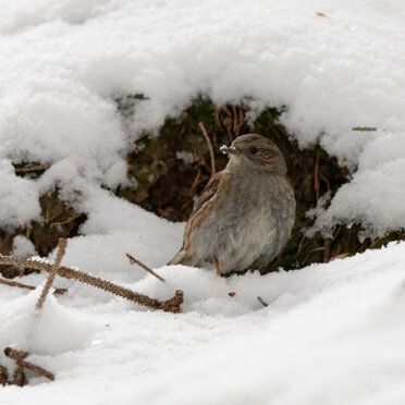 Passera scopaiola Passera scopaiola