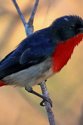 Australia - Mistletoe bird Photo by Lorenzo Marchetti