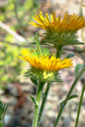 Monte Prinzera - PR - 2020 Nikon D600 + 105 micro nikkor 1/320 f/18 ISO 200