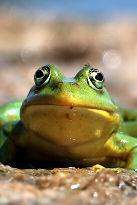 Lorenzo Marchetti African bullfrog