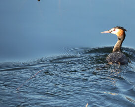 Photo by Gianni Alberti
