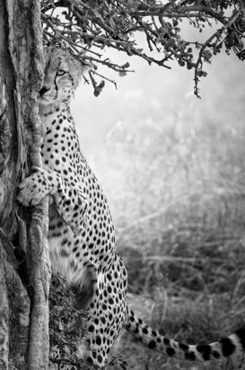 Cheetah - Acinonyx jubatus Portrait of a cheetah, Masai Mara Kenya 2018