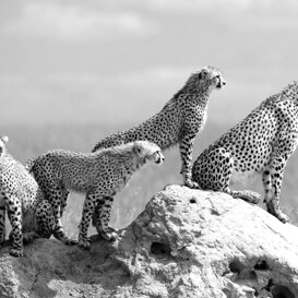 Cheetah family - Acinonyx jubatus Photo by Lorenzo Marchetti