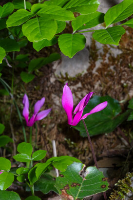 Cyclamen - Cyclamen repandum - Lepini Mountains Photo by Armando Pezzarossa