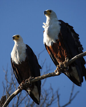 eyJpdCI6IiJ9 eyJpdCI6IiJ9