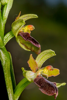 Ophrys Tyrrhena - Monte Prinzera (PR) Nikon D5300 + Sigma 105 mm macro 1/250 f22 with flash ISO 100 (tripod)