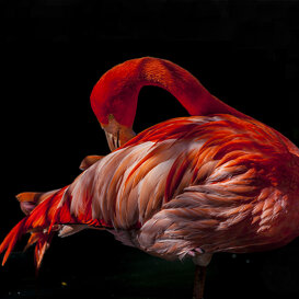 Red flamingo - Phoenicopterus ruber Sant' Alessio Oasis (PV) Canon 5D mark III - EF 300 2.8 II + 1.4x - 1/2000 f4 ISO 400