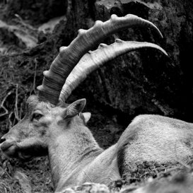 Catia Gemerasca Ibex - Parc de Merlet, Les Houches- Chamonix - France July 2020