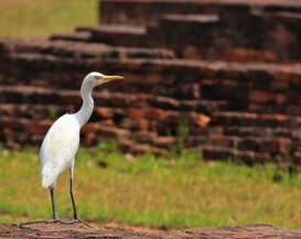 Photo by Gianni Alberti