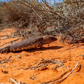 Photo by Armando Pezzarossa