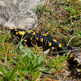 Photo by Luca Di Pinto Spotted salamander - Salamandra salamandra