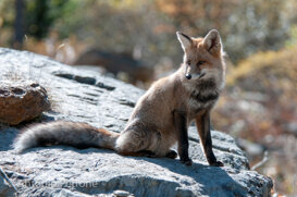 Antonio Petrone Volpe, Gran Paradiso National Park. October 2020