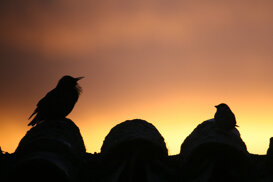 Sparrows and starlings at sunset - Spain