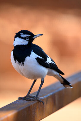 Australia Photo by Lorenzo Marchetti