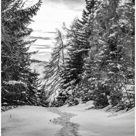 Photo by Armando Pezzarossa Adamas - Adamello Park