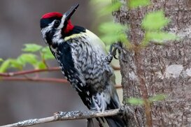 Photo by Armando Pezzarossa