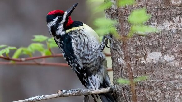 1feabab3-c5ae-46d9-89a7-6da11eadae61