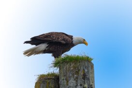 Armando Pezzarossa Bald eagle - Haliaeetus leucocephalus - Knight Inlet British Columbia Canada