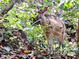 Photo by Gianni Alberti