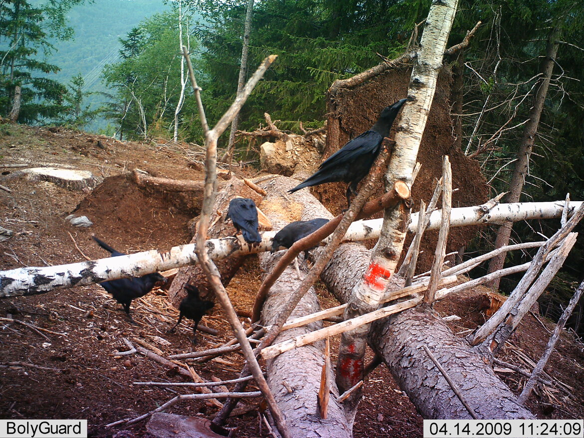 Corvo imperiale - Corvus corax Corvo imperiale - Corvus corax