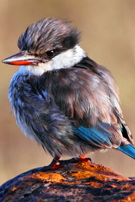 Lorenzo Marchetti - Striated kingfisher Kenya