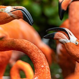 RED FLAMINGOS Nikon D500 - Nikon 420 mm - F 5.6 - 1/800 sec. - iso 500