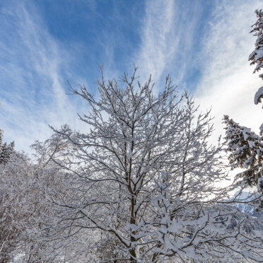 Scorcio invernale del Bosco del Carvignone Scorcio invernale del Bosco del Carvignone