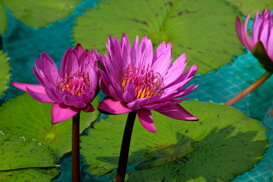 Maurizio Maraschi - Villa Taranto VB Lotus Flower - Nelumbo nucifera Fuji Xt2 55-200 mm at 172 mm f/10 1/1700 ISO 1000