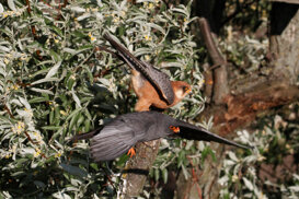 Hungary: pair of cuckoo falcons