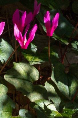 Cyclamen - Cyclamen repandum - Lepini Mountains Photo by Armando Pezzarossa
