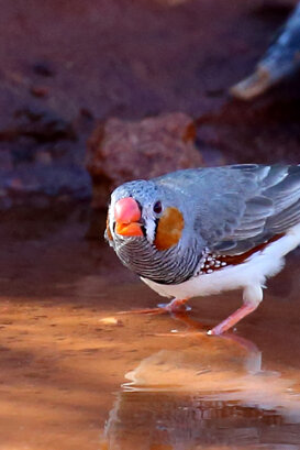 Australia - Zebra finch Photo by Lorenzo Marchetti