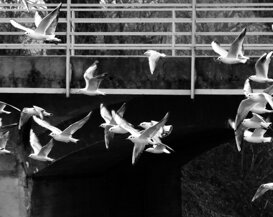 Photo by Gianni Alberti