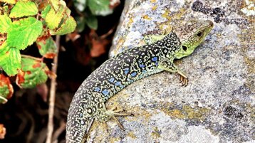 8a354e18-e88b-49c5-9563-d2419ba1851e