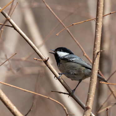 Cincia mora Cincia mora