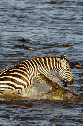 9ba072ee-f32f-4e52-96db-0c598f4fd32b