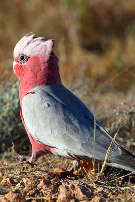 Australia - Galah Photo by Lorenzo Marchetti
