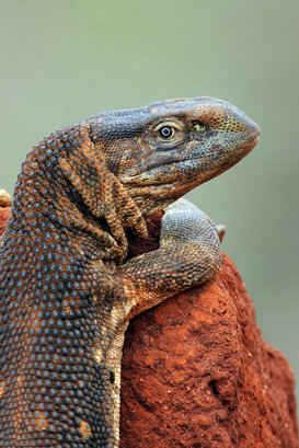 Rock lizard Photo by Lorenzo Marchetti